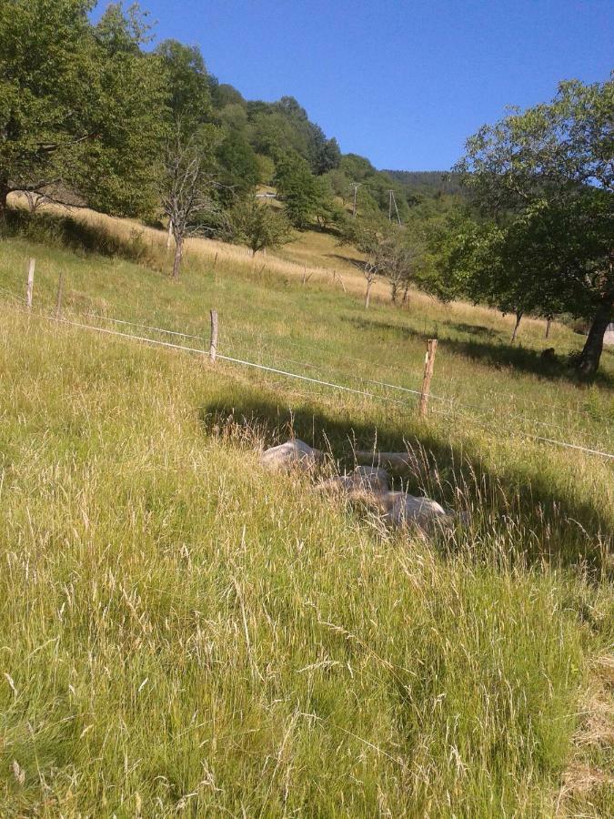 Spacieux Et Confortables Gites A Proximite Randonnees, Lacs, Ski Nature Sondernach Exterior foto